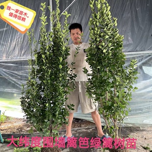 丛生北海道大叶黄杨树苗工程绿化四季常青不落叶适用篱笆围墙庭院