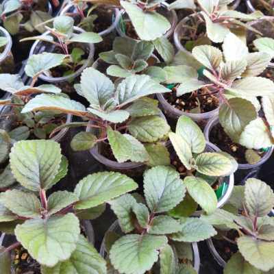 满29元包邮苦苣苔科石头系迷岩Yulia尤利娅花苗 耐阴开花阳台植物