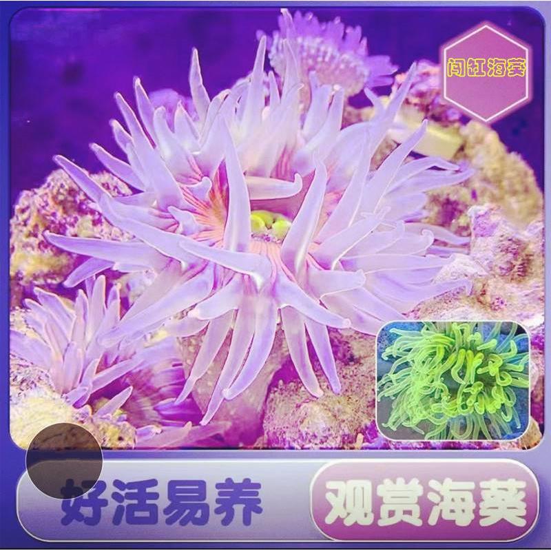 海葵活体宠物海缸生物活珊瑚造景海草活物观赏海水鱼尼莫小丑鱼