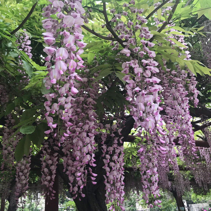 阿知粉色紫藤花树苗盆栽浓香四季庭院阳台楼顶围墙爬藤花卉绿植物