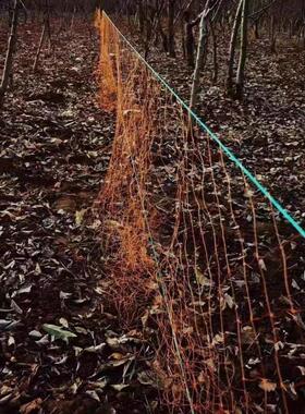 黄色轮胎线灰色尼龙果园防护网围网拦网天网养殖网网片户外专用网