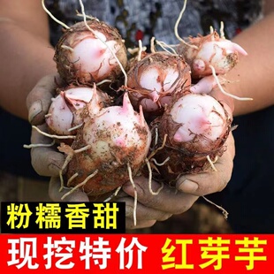 正宗浙江新鲜芋头红芽芋艿毛芋头软糯粉香小芋头新鲜现挖现发批发