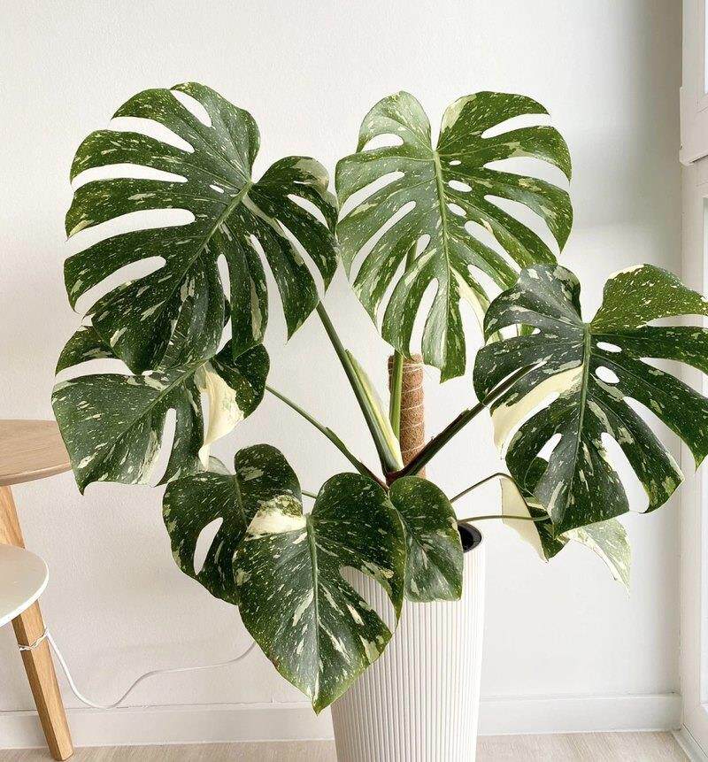 洒金龟背竹芝士龟背竹洒金芝士龟撒金非日本白锦龟背竹