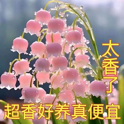 铃兰带芽花苗四季开花浓香型