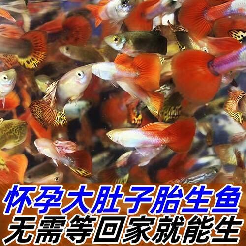 孔雀鱼鱼苗观赏鱼纯种热带小型淡水金鱼好养耐活凤尾小鱼孕母杂袍