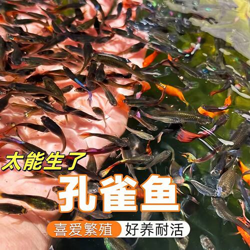孔雀鱼观赏鱼金鱼热带鱼热带淡水好养耐活小型凤尾孕母鱼苗小鱼