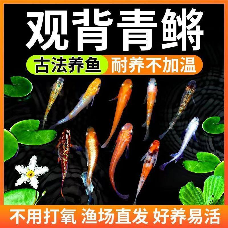懒人鱼淡水鱼养不死耐活桌面观赏鱼活鱼观背青鳉鱼小型冷水观赏鱼