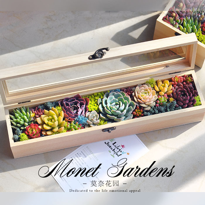 多肉礼盒多肉植物组合盆栽女神节礼物多肉组合盆栽套装种好成品