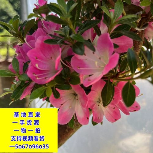 红花继木罗汉松黑松赤楠紫薇杜鹃栀子花金玉满堂构骨雀梅景观绿植