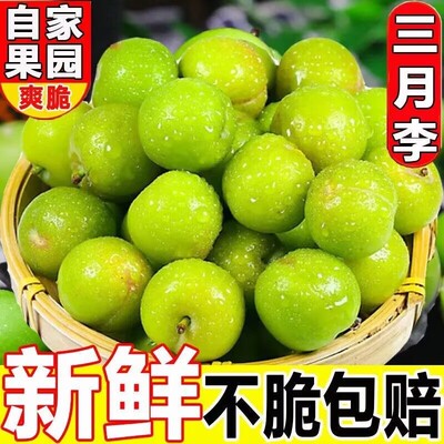 现货酸三月李新鲜水果李子早熟三华脆孕妇整箱包邮当季现摘