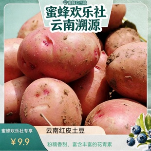 云南农家高山自种新鲜黄心红皮土豆皮薄马铃薯洋芋