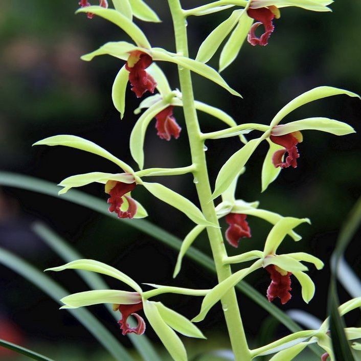 蕙兰花卉大全室内外绿植开花浓香型【冬春】兰花苗阳台盆栽