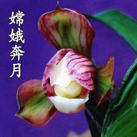 带花苞兰花大全春兰【嫦娥奔月】浓香型花卉办公室内绿植盆栽好养