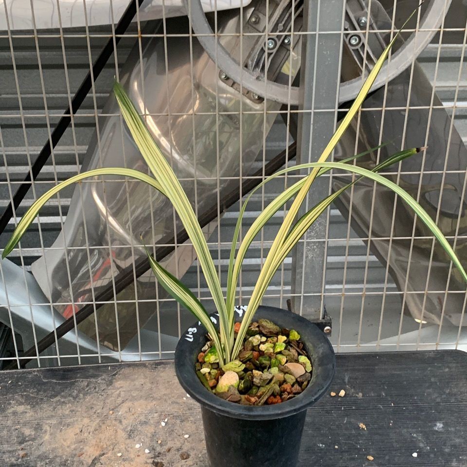 新品兰花苗寒兰后明中透艺浓香盆栽室内外绿植物好养阳台花卉