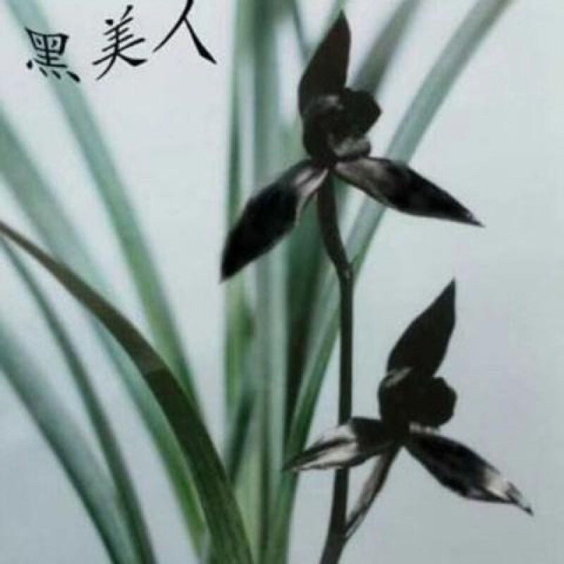 7-12月带花苞春兰大全【黑美人】浓香绿植花卉大全室内外盆栽花卉