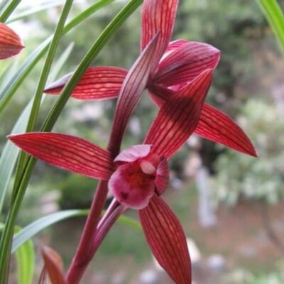 将上兰花春兰开花浓香内外盆栽即