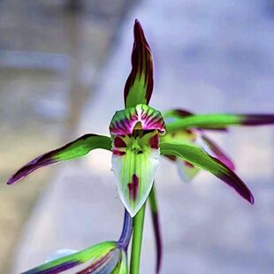 带花苞兰花苗转色花新品【丹青】浓香型好养室内阳台花卉大全盆栽