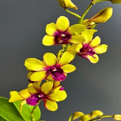 泰国进口泼墨石斛大花浓香花期