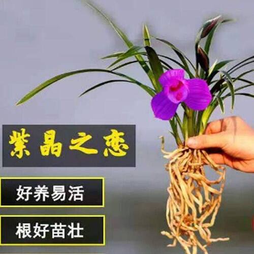 香水味水培金边之恋花苗开花客厅