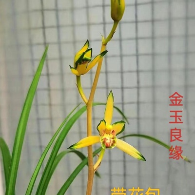 带花苞寒兰花品种苗壮根好室内外浓香型高档【金玉良缘】花卉