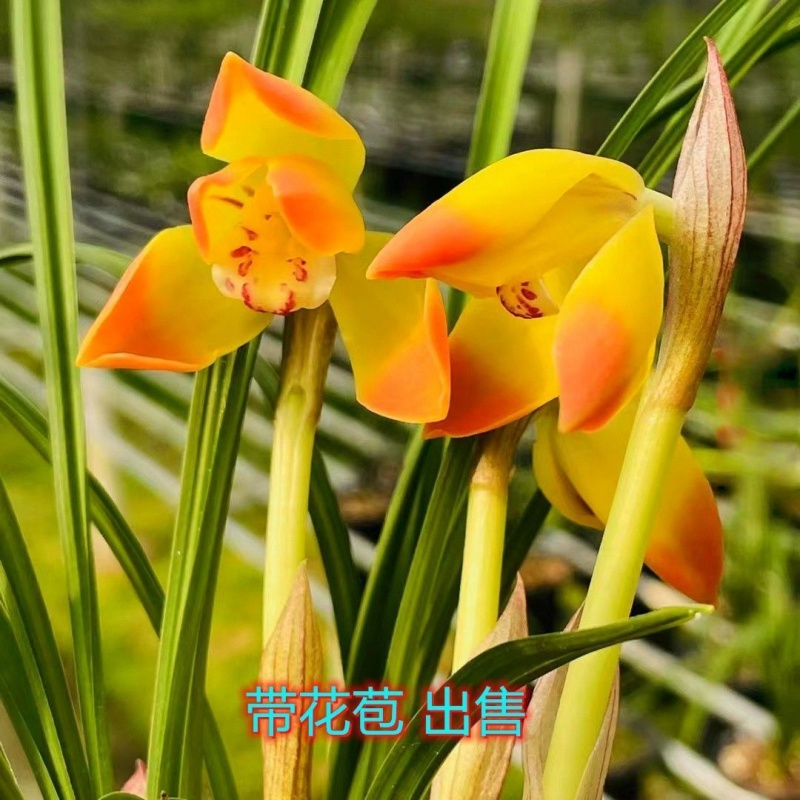 7月带12月带花苞兰花大全【朱皇金】当年开花浓香型好养高档花卉