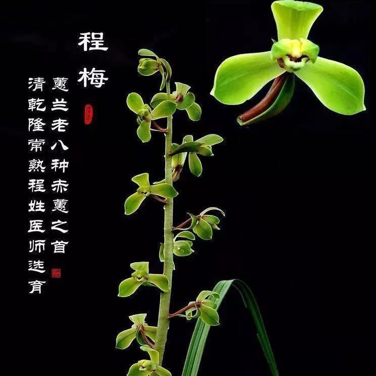 程梅带花苞蕙兰老八种之首经典
