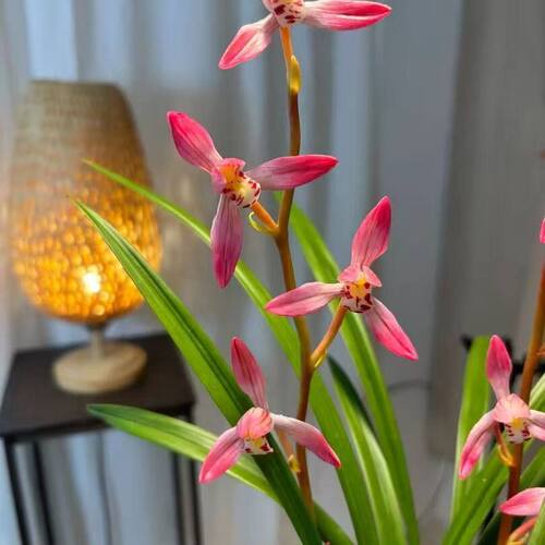 浓香型花苞花苗新品庐山内外懒人