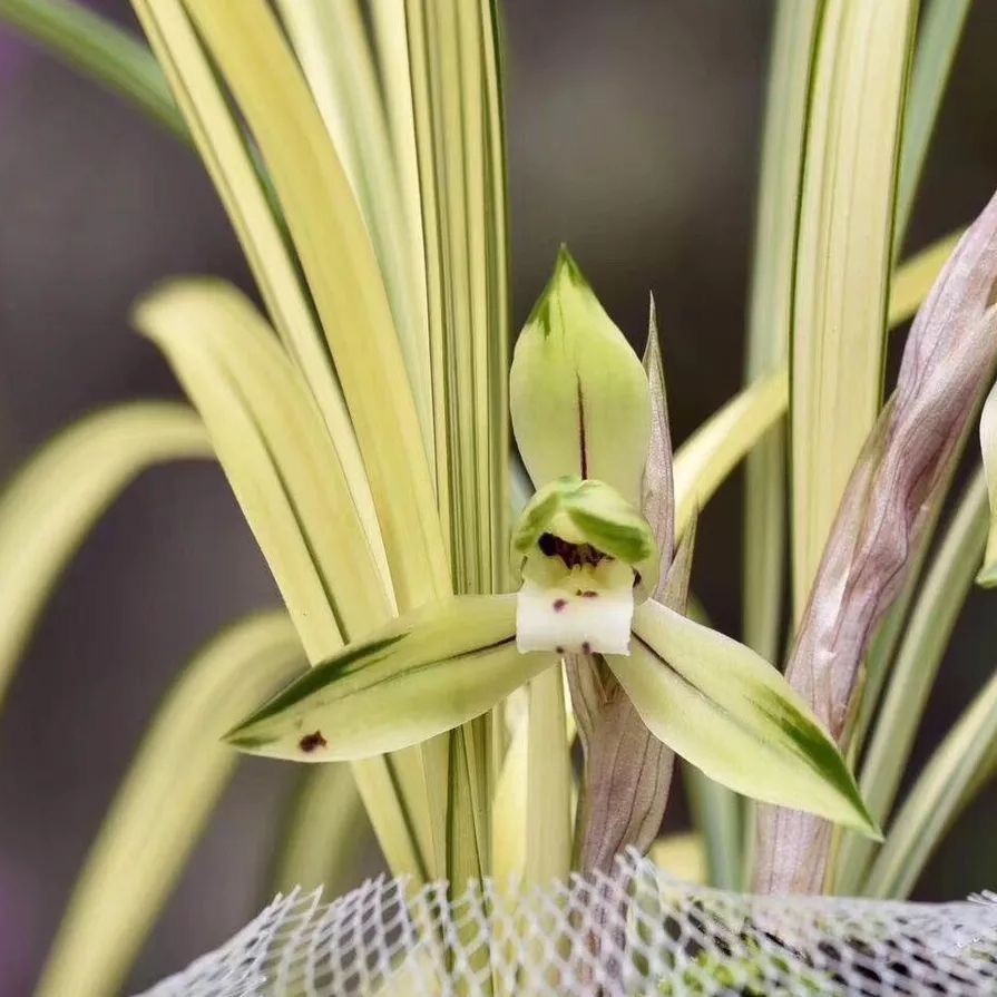 新品春剑兰花线艺吉祥如意