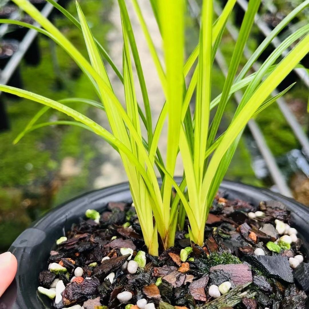 兰花苗蕙兰【皇太极】黄草名贵室内盆栽花卉绿植开花浓香型