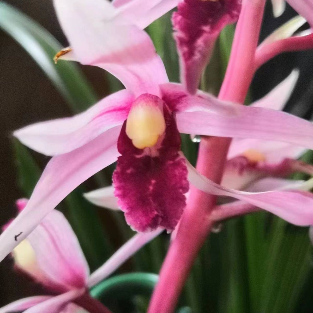 带花苞精品兰花苗【红花】蕙兰艺草蕙兰花香浓郁客厅阳台花卉大全