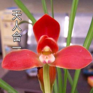兰花春兰新品【天人合一】浓香型老种荷瓣红荷盆栽室内外花卉大全