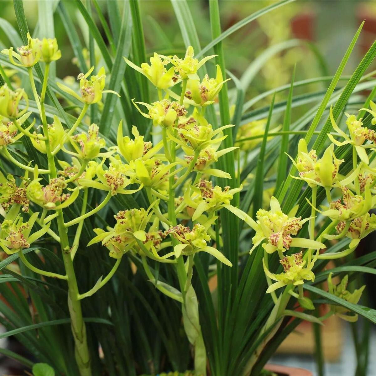 带花苞正品兰花浓香型蕙兰【玉祥牡丹】盆栽室内植物绿植当年开花