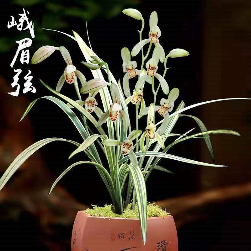 兰花苗原生建兰铭品【峨眉弦】客厅室内外阳台高档绿植花卉大全