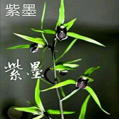 阳台浓香型四季发货大全绿植