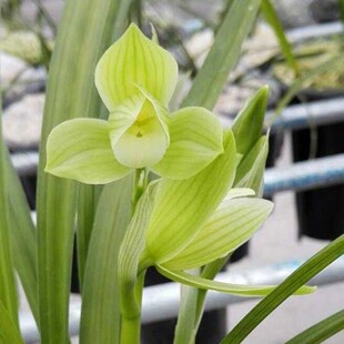 兰花带花苞云南引种【云龙素荷】浓香型阳台客厅绿植盆栽好养品种