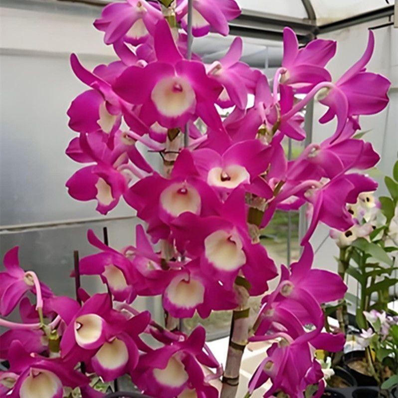 开花浓香型花卉石斛兰水培土培花卉大全室内外盆栽绿植花期长好养