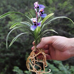 即将上花建兰浓香金边兰花苗【紫心荷】矮种兰花大全室内花卉盆栽