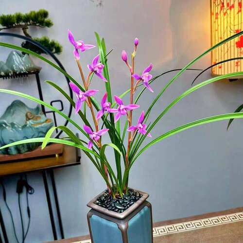 紫气东来浓香型将上新品兰花盆栽