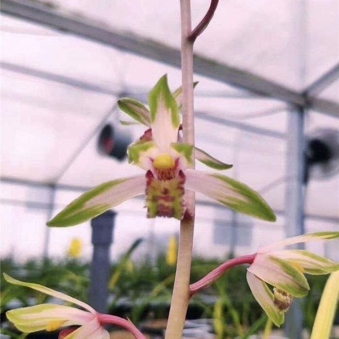 兰花苗老种蕙兰【醉美人】浓香花卉绿植盆栽高端名贵室内花卉大全