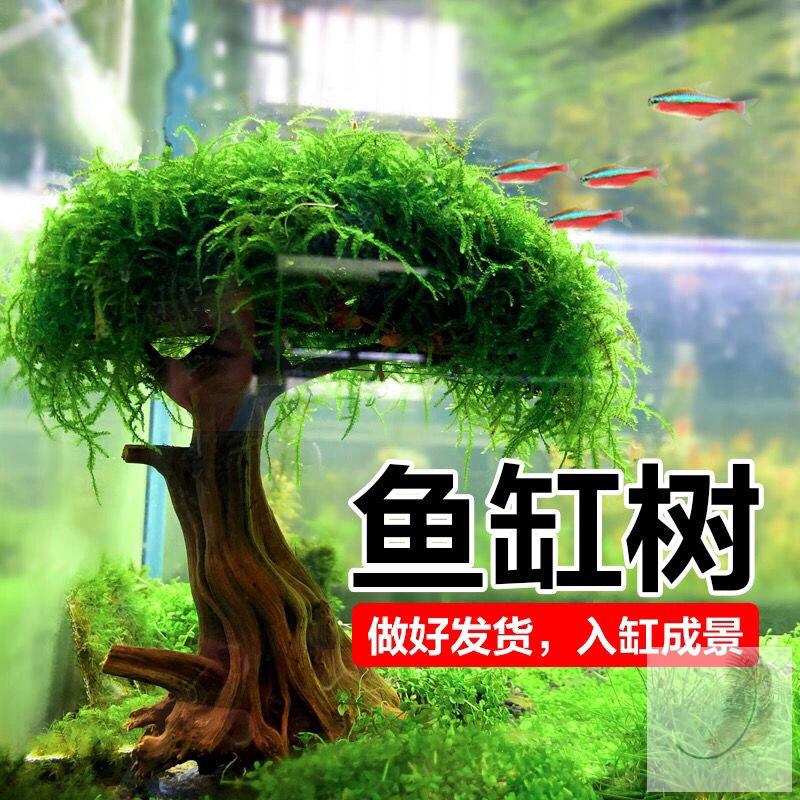 鱼缸造景全套生态鱼缸装饰造景水生植物鱼缸造景套装成品鱼缸树