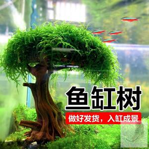 鱼缸造景全套生态鱼缸装饰造景水生植物鱼缸造景套装成品鱼缸树