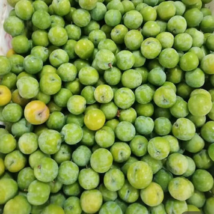 钱排早熟三月李酸脆李子当季青李孕妇当季新鲜水果三华李珍珠李