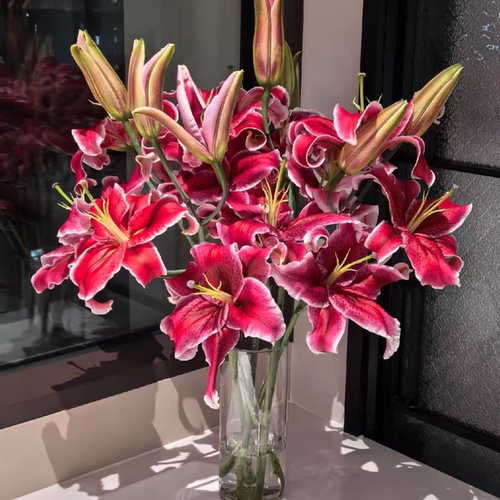 黑美人香水百合-云南直发鲜花家居水养鲜切花