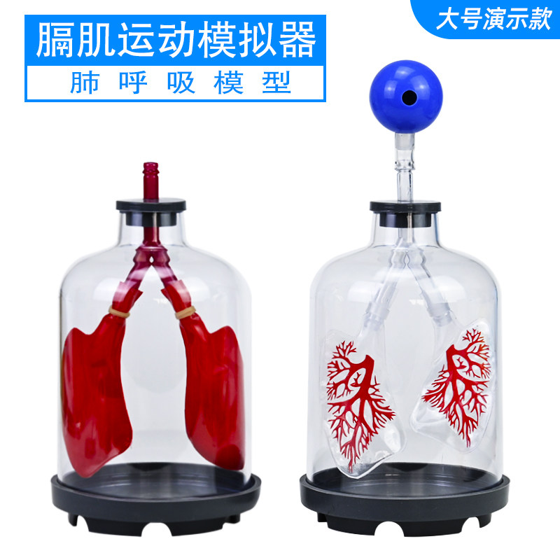 模拟器肺呼吸模型运动演示工作原理生物实验器材教学仪器教具人体器官