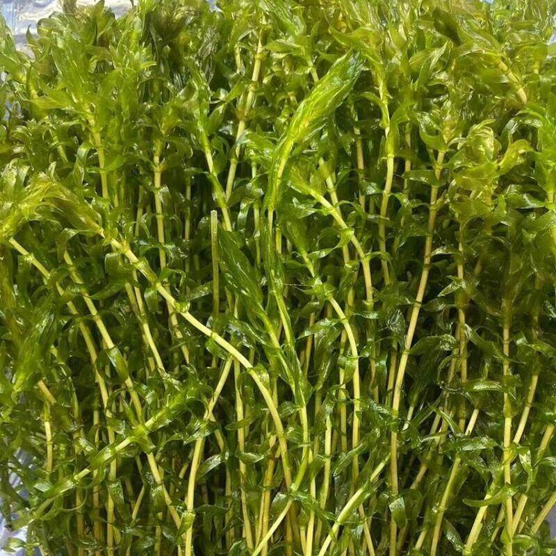 水草沉水植物狐尾藻伊乐藻高矮苦草刺苦草新鲜水草(轮叶黑藻菹草