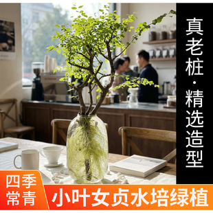 小叶女贞水培老桩造型树绿植物四季常青水养毛叶丁香木观叶观茎
