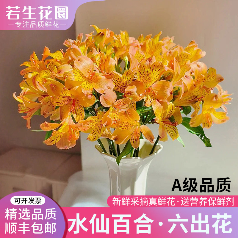 A级水仙百合六出花六初鲜花切花真花室内水养插花基地直发