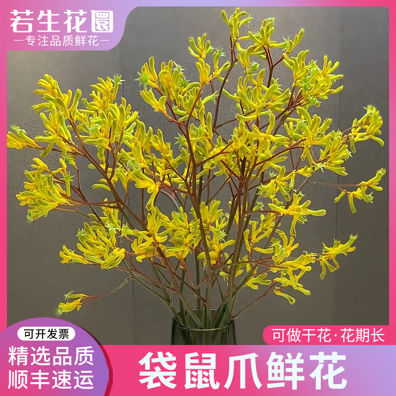 【精选】澳洲袋鼠爪鲜花红色黄色可水养可做干花云南鲜花基地直发