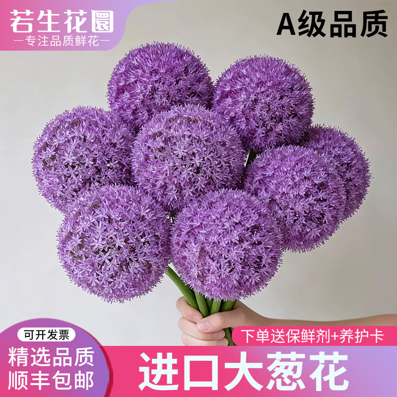 A级大花葱鲜花弯葱鲜花进口级花材云南直发家用水培插花紫色