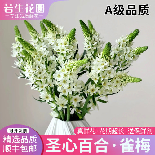 雀梅鲜花圣心百合鲜花真花